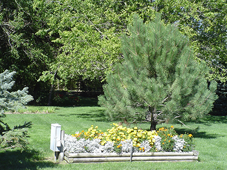 hall county park planter